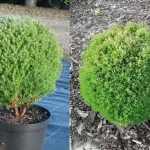 Thuja occidentalis 'Woodwardii' - Gömbtuja