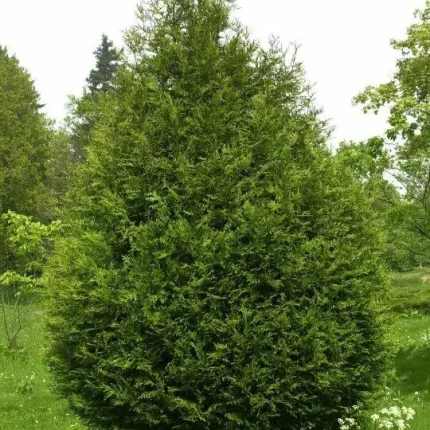 Thuja plicata 'Atrovirens' - Órias tuja