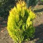 Thuja plicata 'Goldy' ® - Sárgás levelű kúpos óriás tuja