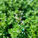 Thymus × citriodorus (Citromillatú kakukkfű)