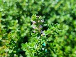 Thymus × citriodorus (Citromillatú kakukkfű)