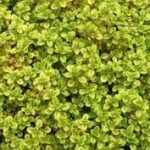 Thymus × citriodorus 'Archer's Gold' (Citromillatú kakukkfű)