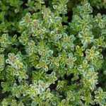 Thymus × citriodorus 'Doone Valley' (Citromillatú kakukkfű)