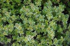 Thymus × citriodorus 'Doone Valley' (Citromillatú kakukkfű)