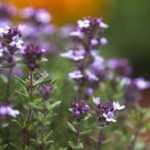 Thymus Vulgaris