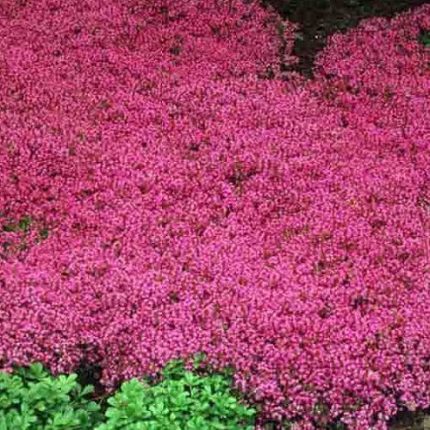 Thymus praecox 'Coccineus' (Korai kakukkfű)