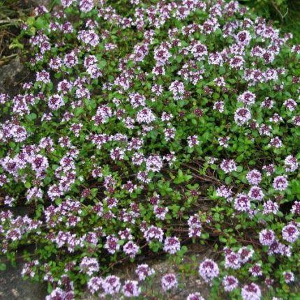 Thymus serphyllum 'Atropurpurea' (Mezei kakukkfű)