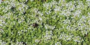 Thymus serphyllum Snowdrift