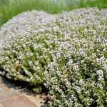 Thymus vulgaris 'Orange Balsam' (Kerti kakukkfű)
