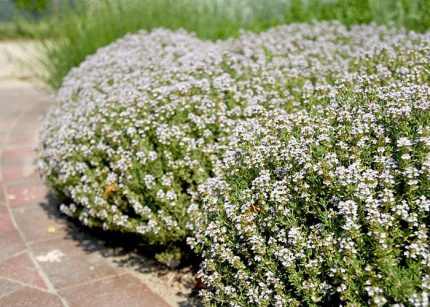 Thymus vulgaris 'Orange Balsam' (Kerti kakukkfű)