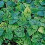 Tiarella cordifolia 'Eco Running Tapestry' (Szívlevelű turbántok)