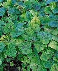 Tiarella cordifolia 'Eco Running Tapestry' (Szívlevelű turbántok)