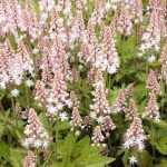 Tiarella  'Pink Skyrocket' (Turbántok) /zöld lomb