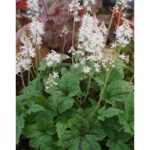 Tiarella  'Running Tiger' (Turbántok) /zöld lomb