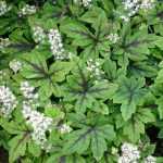 Tiarella laciniata 'Arpeggio' (Turbántok) /szeldelt lomb/