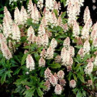 Tiarella wherryi (Karéjos turbántok)