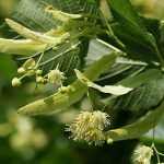 Tilia platyphyllos - Nagylevelű hárs