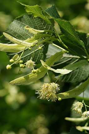 Tilia platyphyllos - Nagylevelű hárs