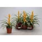 Tillandsia CAPITATA MAYA GOLD