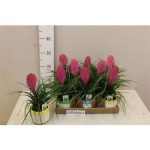 Tillandsia CYANEA ANITA KASPÓS