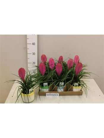 Tillandsia CYANEA ANITA KASPÓS