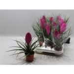 Tillandsia CY VINCENT