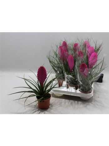 Tillandsia CY VINCENT