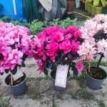 Törzses Rhododendron – Törzses havasszépe