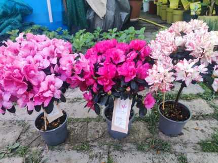 Törzses Rhododendron – Törzses havasszépe