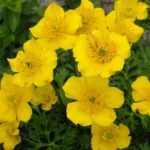 Trollius pumilus (Himalájiai zergeboglár)