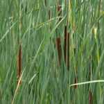 Typha angustifolia - keskenylevelű gyékény
