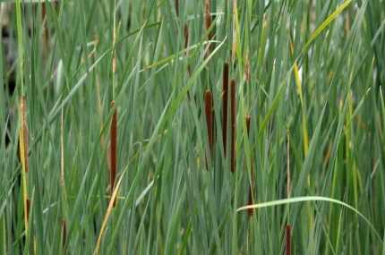 Typha angustifolia - keskenylevelű gyékény