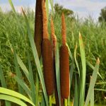 Typha latifolia – Széleslevelű gyékény kerti tavi növény