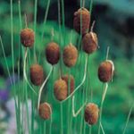 Typha minima - törpegyékény kerti tavi növény