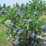 Vaccinium corymbosum 'Bluecrop' (Fürtös áfonya)