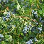 Vaccinium corymbosum 'Duke' (Fürtös áfonya)