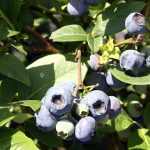 Vaccinium corymbosum 'Heerma II' (Fürtös áfonya)