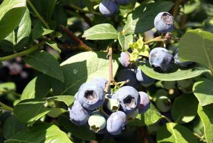 Vaccinium corymbosum 'Heerma II' (Fürtös áfonya)