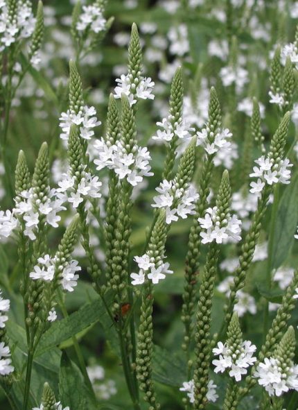 Verbena hastata 'Alba' (Amerikai vasfű)