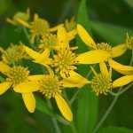 Verbesina alternifolia (Sárga vasfű)