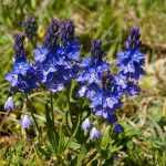 Veronica prostrata (Lecsépült veronika)