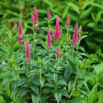 Veronica spicata 'First Love'  (Macskafarkú veronika)
