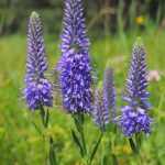 Veronica spicata 'Marietta' (Macskafarkú veronika)