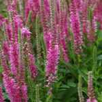 Veronica spicata 'Pink Damask' (Macskafarkú veronika)