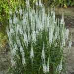 Veronica spicata 'Schneereisin' (Macskafarkú veronika)