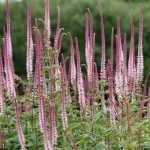 Veronicastrum virginicum 'Pink Glow' (Virginiai veronika)