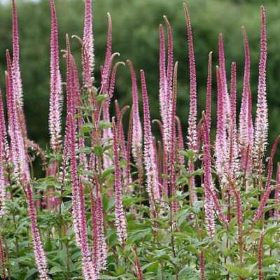 Veronicastrum virginicum 'Pink Glow' (Virginiai veronika)