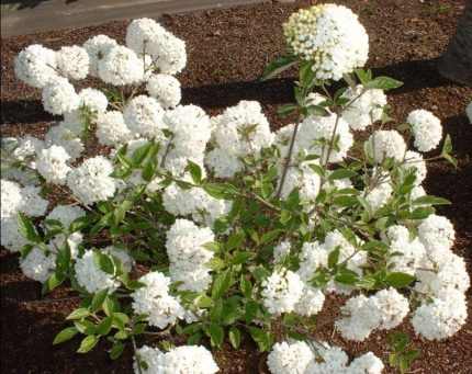 Viburnum 'Eskimo' - Hólabda bangita