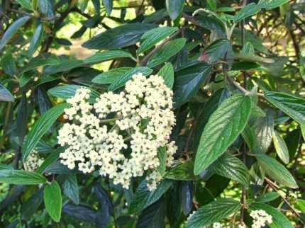 Viburnum 'Pragense' - Prágai bangita
