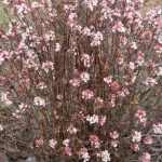 Viburnum x bodnantense 'Charles Lamont' - Kikeleti bangita